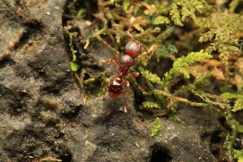 Tetramorium securisTetramorium securis