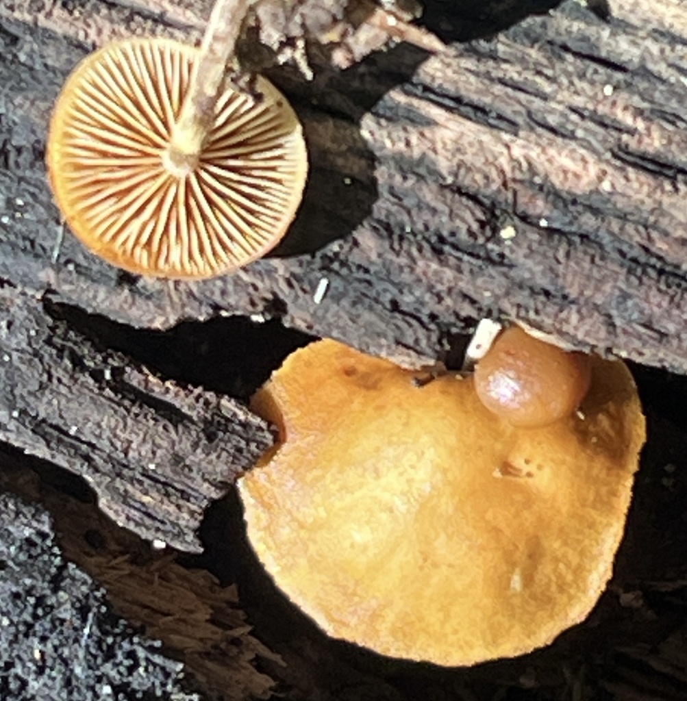 Galerina marginata · January 2026 · photo: © joqatana (iNaturalist, cc-by)