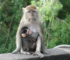 Macaca fascicularis