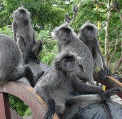 Trachypithecus selangorensis