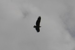 Haliaeetus leucogaster