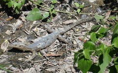 Varanus salvator macromaculatus