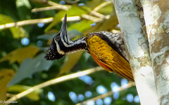 Chrysocolaptes guttacristatus