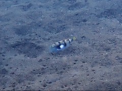 Iniistius aneitensis