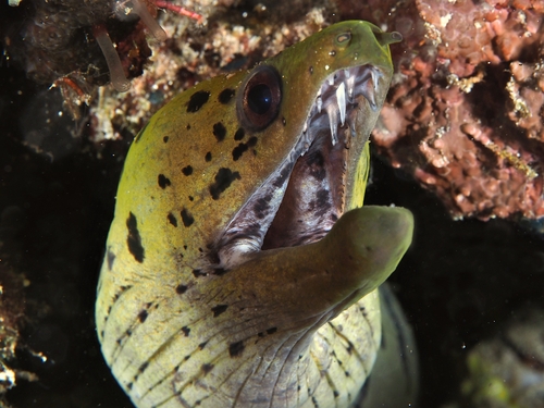 Gymnothorax fimbriatus observed 2024-07-29