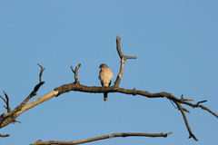 Accipiter brevipes