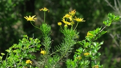 Euryops euryopoides