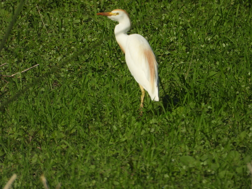 iNaturalist: (c) Silvia Mallet, some rights reserved (CC BY-NC), uploaded by Silvia Mallet iNaturalist image