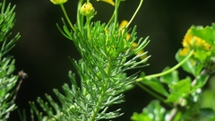 Euryops euryopoides