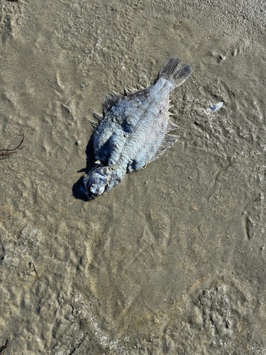 Winter flounder (Pseudopleuronectes americanus) — Pleuronectidae