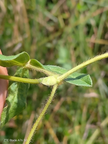 long-leaved bean (Vigna longifolia)