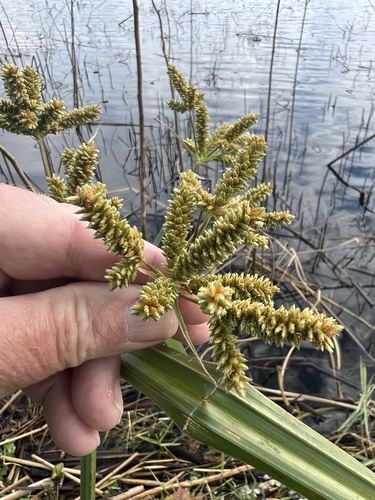 Cyperus alopecuroides iNat (2)