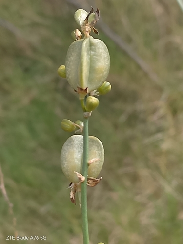 Clara ophiopogonoides (Clara ophiopogonoides)