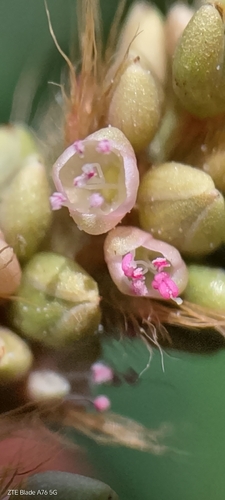 Tapertip Smartweed (Persicaria acuminata)