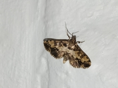 Nacoleia amphicedalis