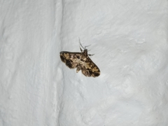 Nacoleia amphicedalis