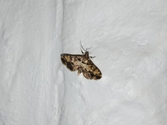 Nacoleia amphicedalis