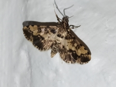 Nacoleia amphicedalis