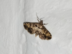 Nacoleia amphicedalis