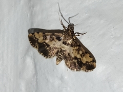 Nacoleia amphicedalis