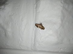 Nacoleia amphicedalis