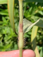 Persicaria acuminata, photograph (c) Seba Fernández, some rights reserved (CC BY)