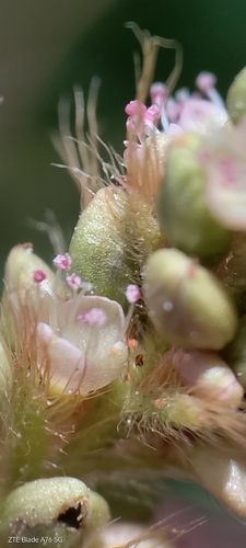 Persicaria acuminata, photograph 6