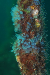 Clavelina moluccensis