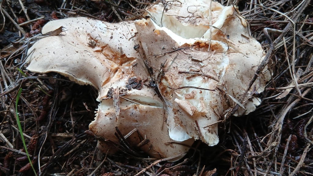 Clitocybe nebularis · January 2026 · photo: © rayjackson (iNaturalist, cc-by)