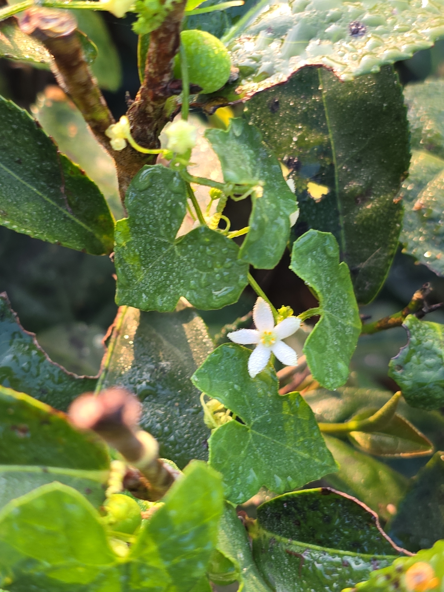 Zehneria japonica (Zehneria japonica)