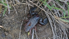Opistophthalmus
