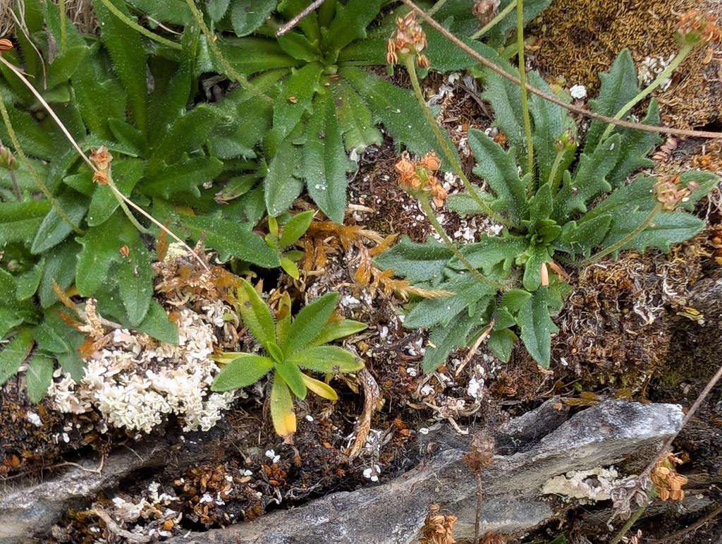 Plantago glabrata