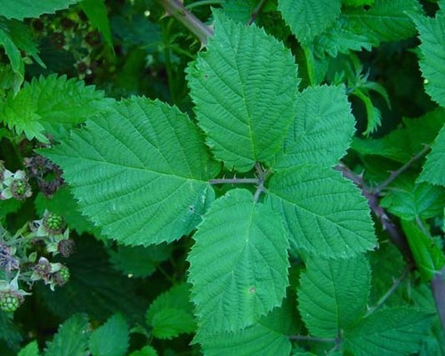 Cheshire bramble (Rubus castrensis)
