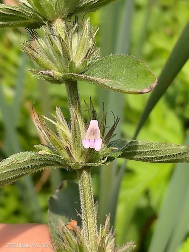 Hygrophila costata, photograph 6