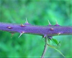 Rubus castrensis