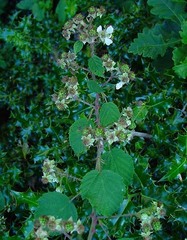 Rubus castrensis