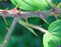 Rubus castrensis