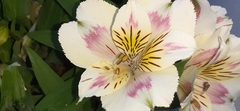 Alstroemeriaceae