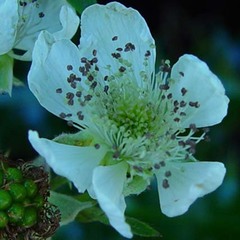 Rubus castrensis