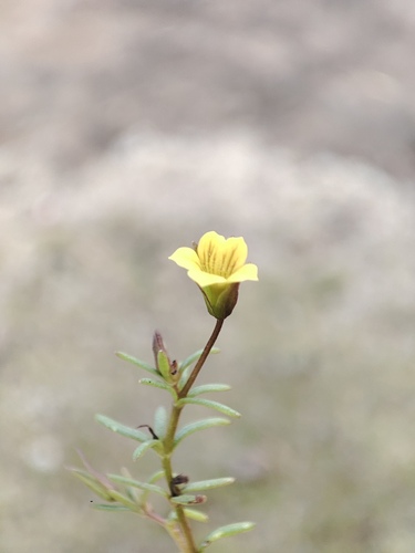 Mecardonia berroi