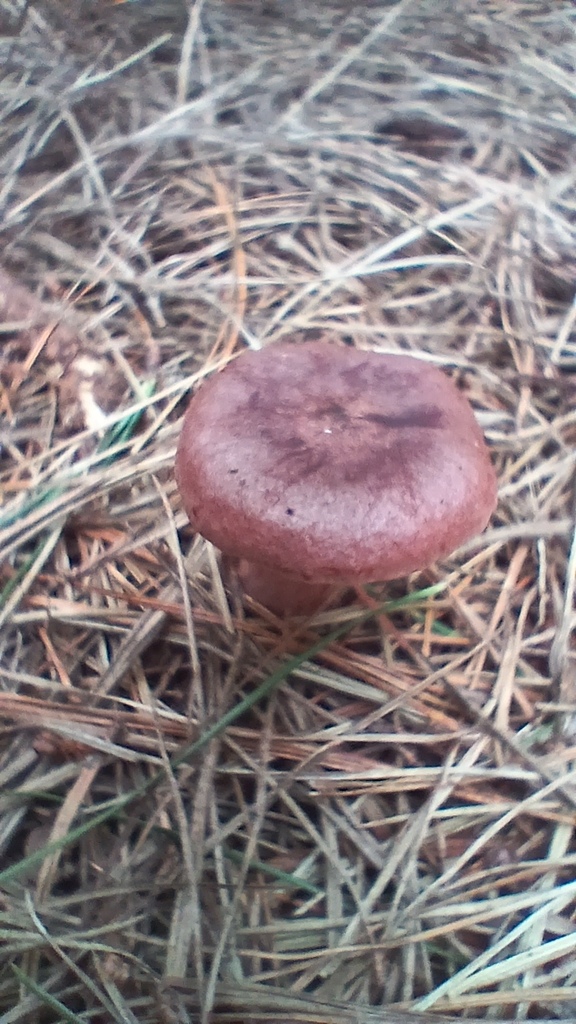Lactarius rufus · January 2026 · photo: © rayjackson (iNaturalist, cc-by)