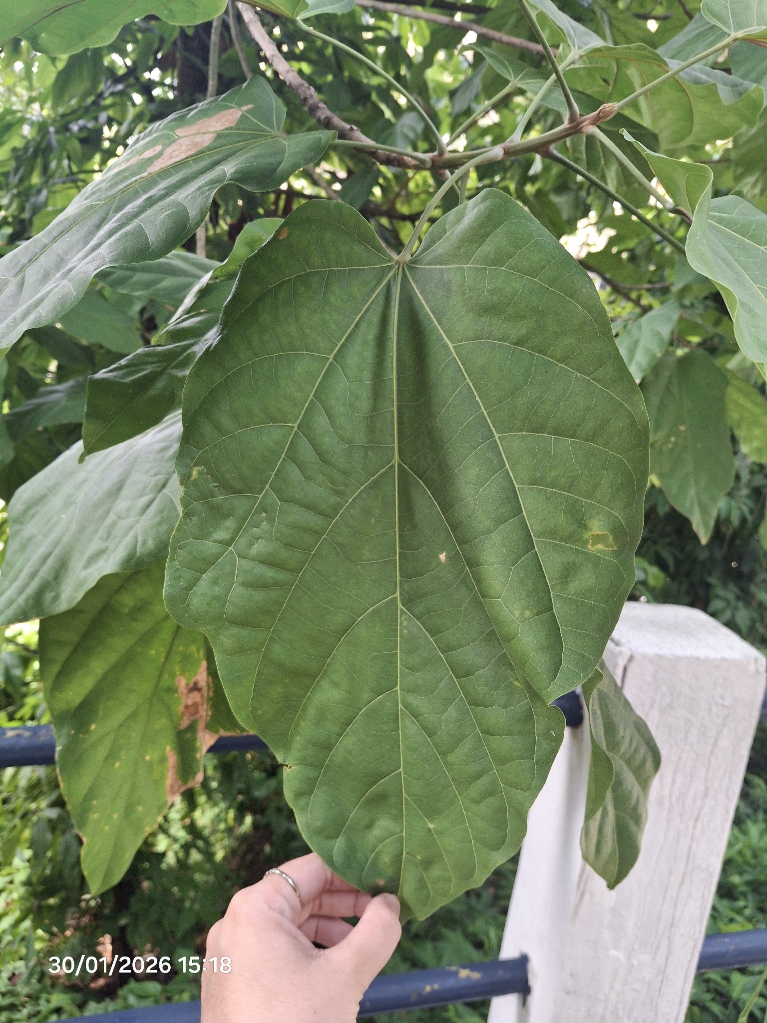 Pterygota Brasiliensis (Pterygota brasiliensis)
