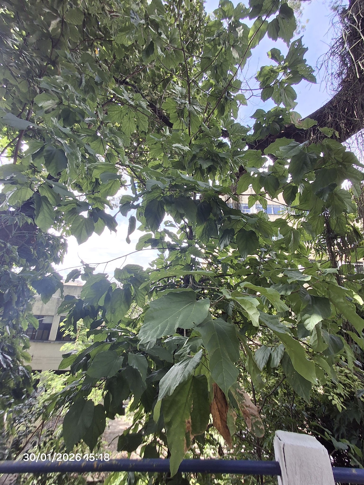 Imagem de Pau-rei