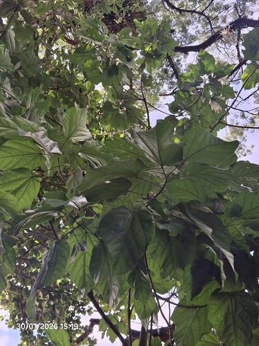 Foto de Pau-rei