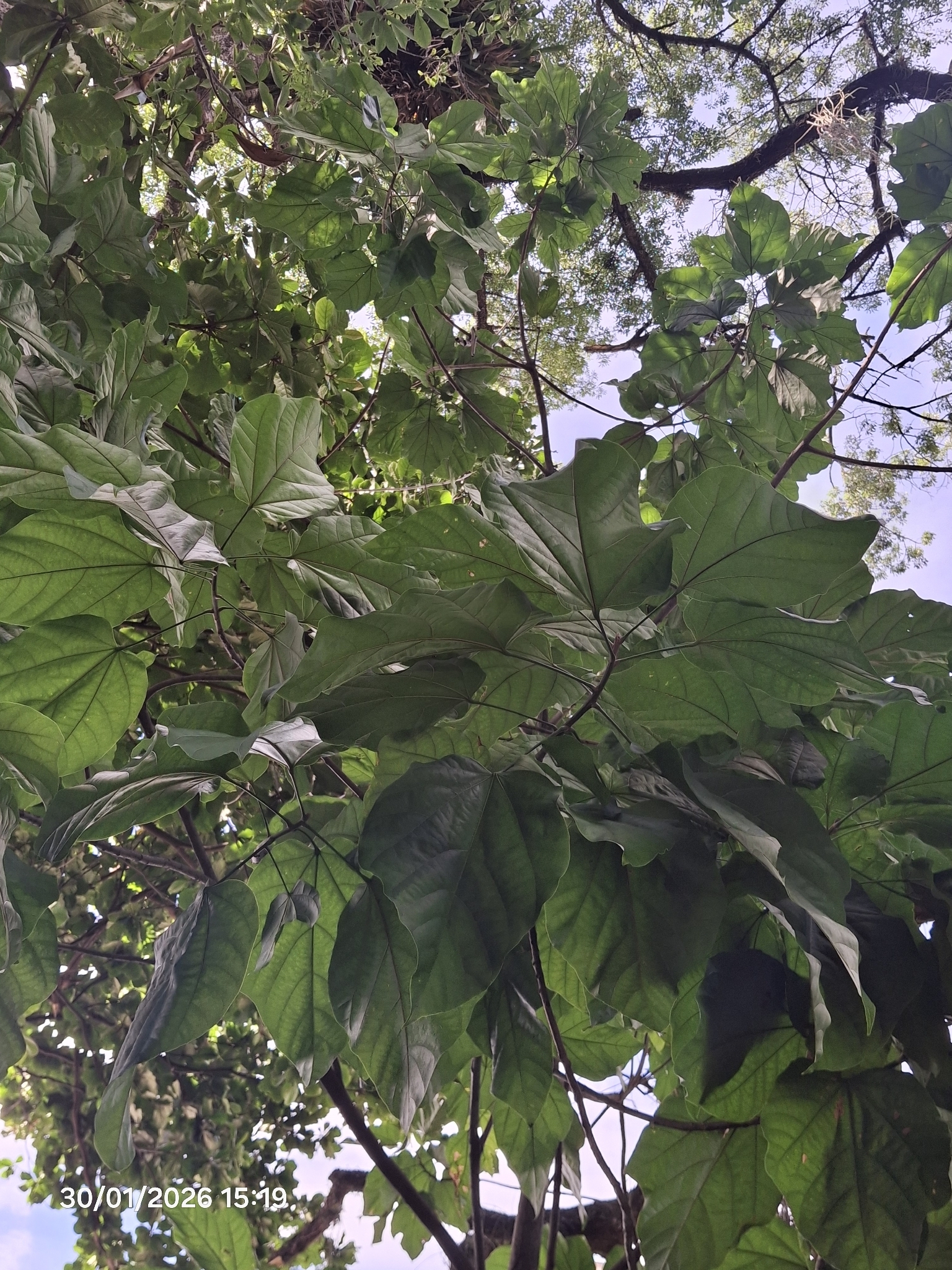 Imagem de Pau-rei