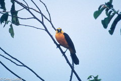 Gymnomystax mexicanus
