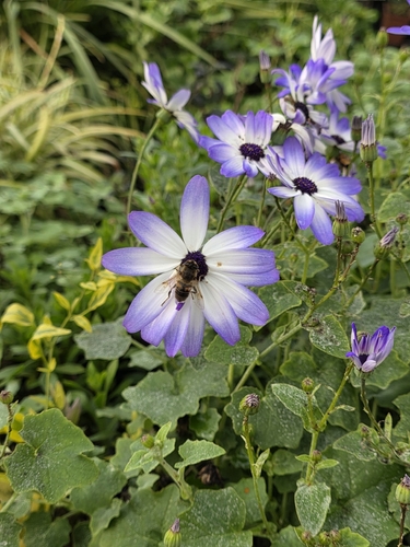 Unknown species found near New Hampshire, US