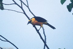 Gymnomystax mexicanus