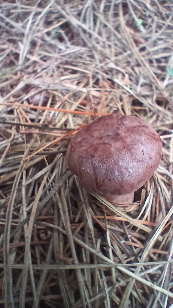 Lactarius rufus · January 2026 · photo: © rayjackson (iNaturalist, cc-by)