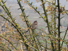 Carpodacus